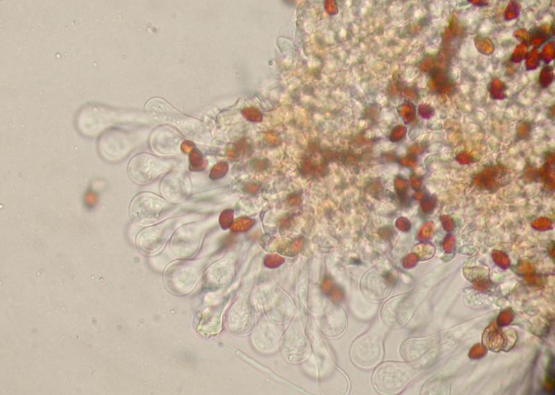 Psathyrella lacrymabunda